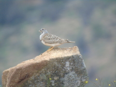 Thinocorus rumicivorus