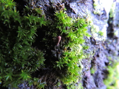 Metidiocerus rutilans