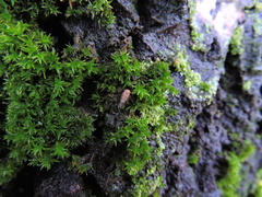 Metidiocerus rutilans