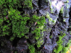 Metidiocerus rutilans