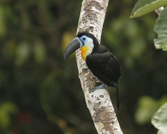 Ramphastos vitellinus