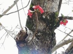 Bombax ceiba