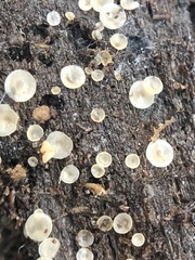 Orbiliomycetes