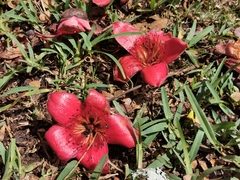 Bombax ceiba