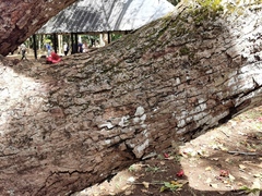 Bombax ceiba