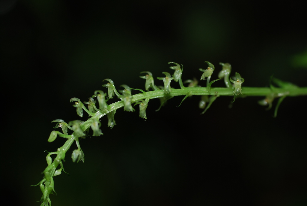 Crossoglossa blephariglottis