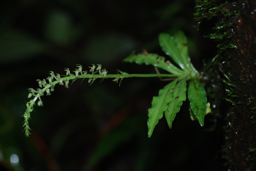 Crossoglossa