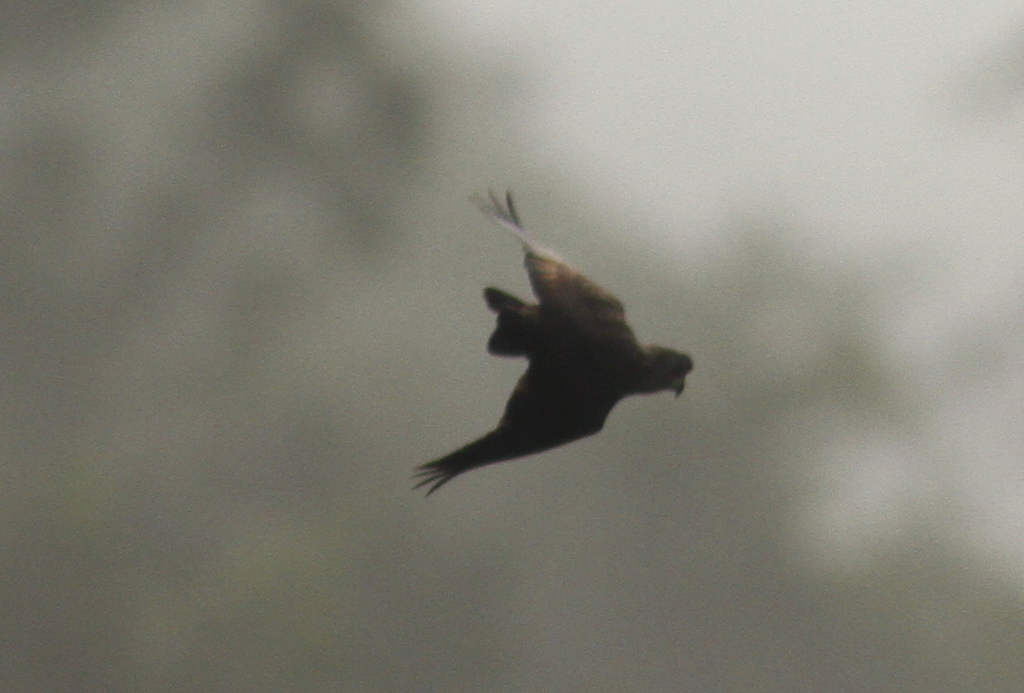 Dusky Parrot