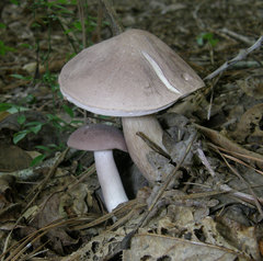 Tylopilus violatinctus