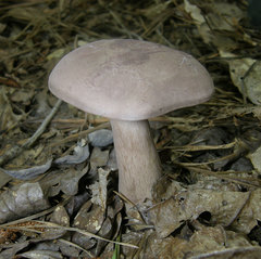 Tylopilus violatinctus