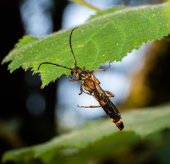 Necydalis cavipennis