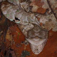 Uroplatus phantasticus