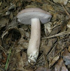 Tylopilus violatinctus