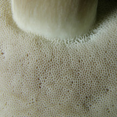 Tylopilus violatinctus