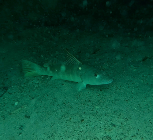 Agassiz's seabass (Cratinus agassizii) — Serranidae