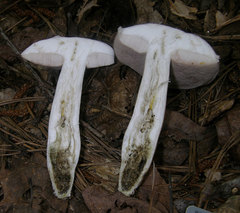 Tylopilus violatinctus