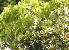 Deroptyus accipitrinus