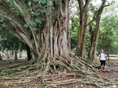 Ficus religiosa