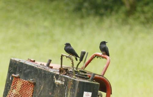 Chelidoptera tenebrosa