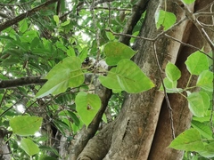 Ficus religiosa