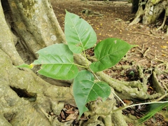 Ficus religiosa