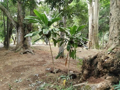 Angiospermae