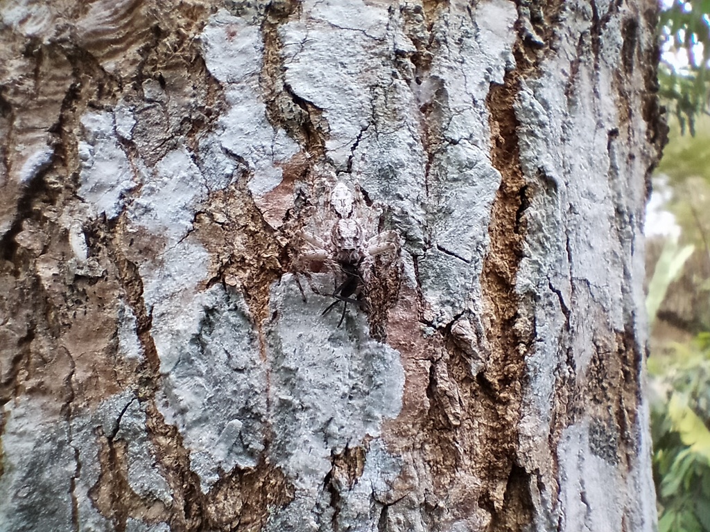 Phaeacius fimbriatus