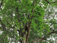 Ficus religiosa