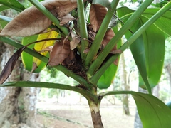 Angiospermae