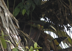 Pteroglossus aracari