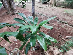 Angiospermae