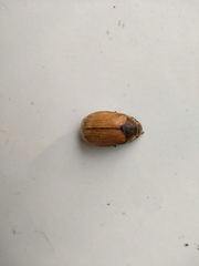 Coleoptera