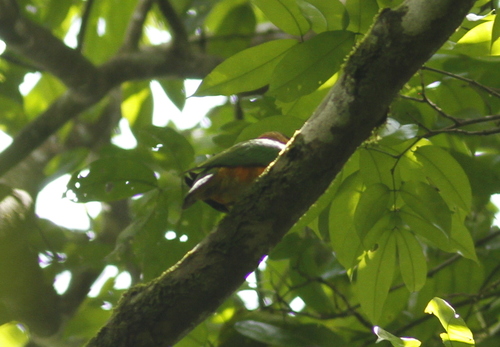 Pionites melanocephalus