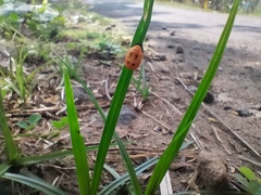 Arthropoda