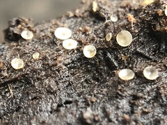 Orbiliomycetes