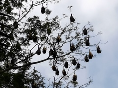 Pteropus niger