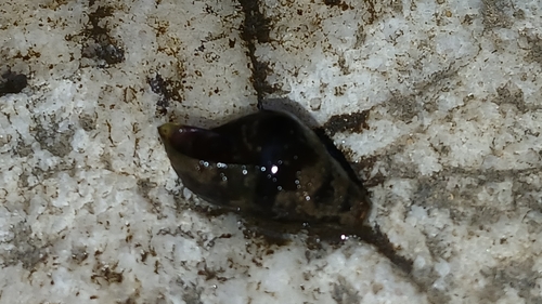 Elimia proxima observed 2025-09-19