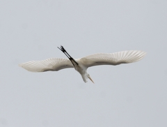 Ardea alba