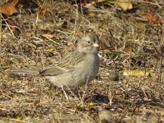 Spizella breweri breweri