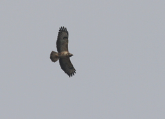 Buteo buteo