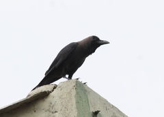 Corvus splendens