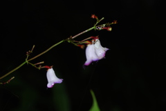 Monopyle maxonii
