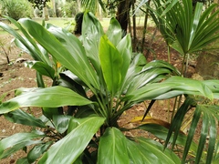 Angiospermae