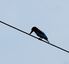 Halcyon smyrnensis