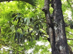 Angiospermae