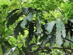 Angiospermae
