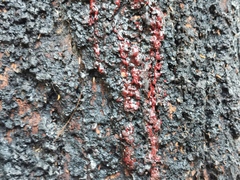 Angiospermae