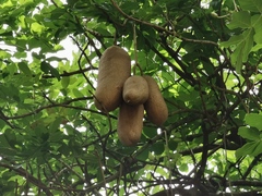 Kigelia africana