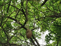 Kigelia africana