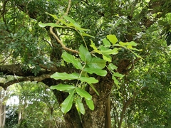 Kigelia africana